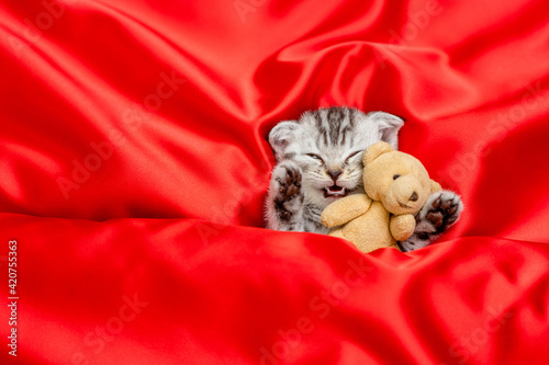 Tiny kitten sleeps under blanket on a red satin bedding and hugs favorite toy bear. Top down view. Empty space for text