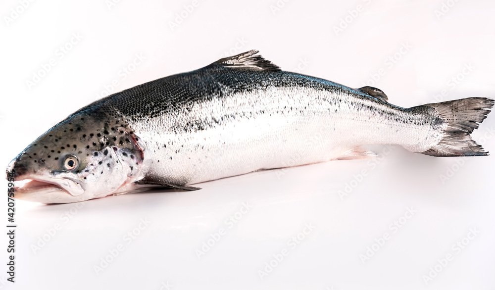 Obraz premium ganzer lachs