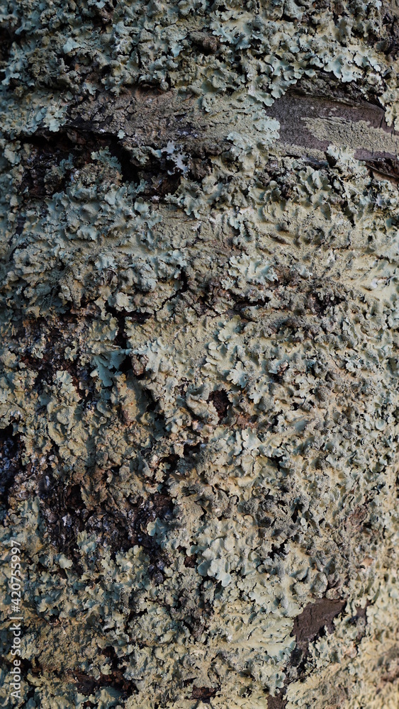surface of tree