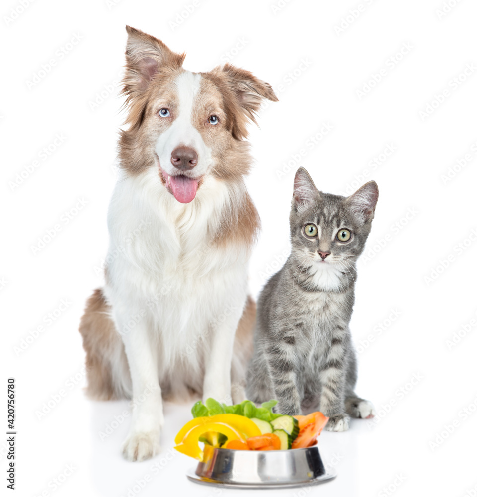 Obraz premium Border collie dog and kitten sit with a bowl of vegetables. Isolated on white background