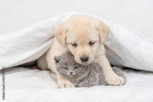 Golden retriever puppy hugs gray kitten under white warm blanket on a bed at home © Ermolaev Alexandr