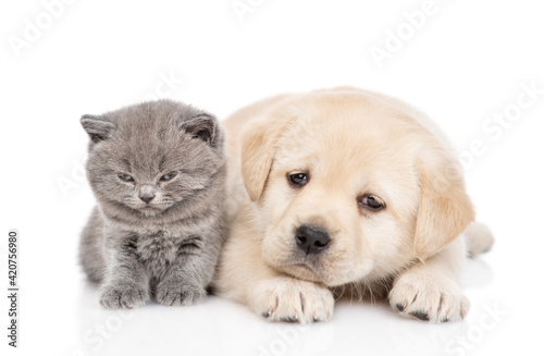 Golden retriever puppy dog and kitten lying together and looking at camera. isolated on white background © Ermolaev Alexandr