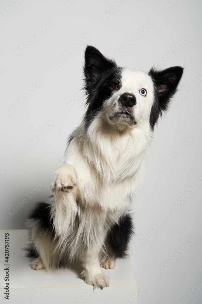 Dog with different colored eyes sitting with raised paw
