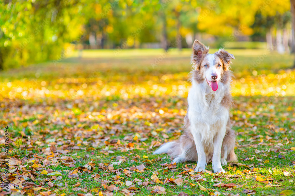 Border collie dog sits at autumn park and looks at camera. Empty space for text