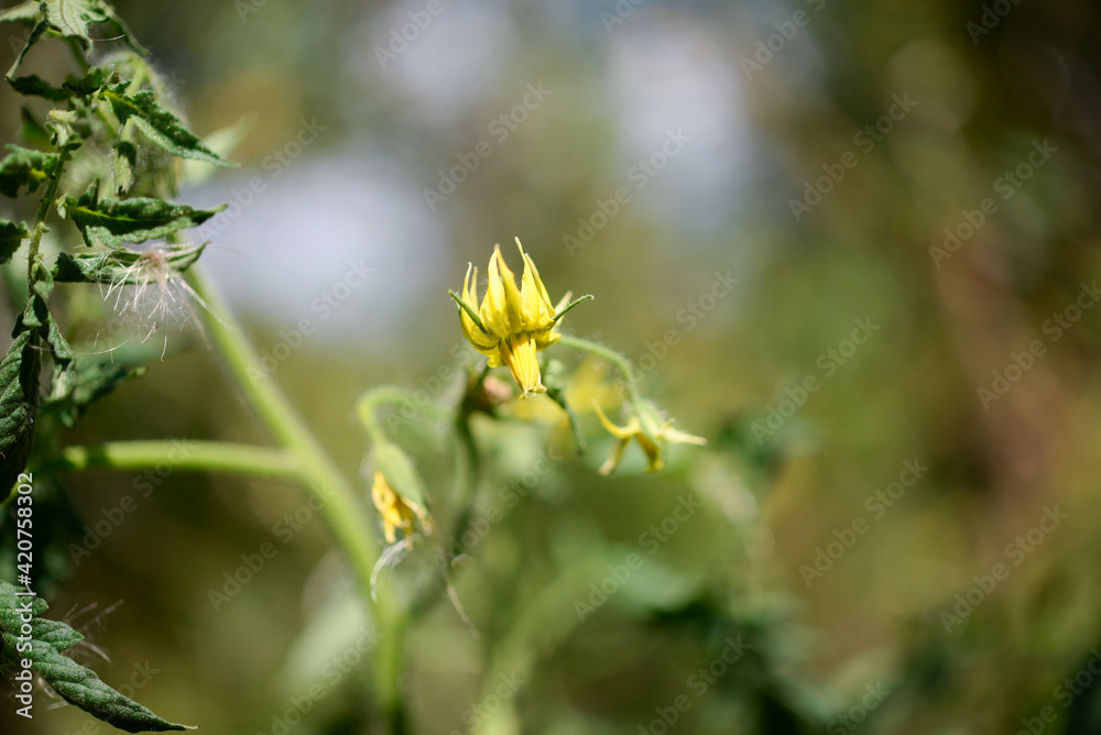 Tomato flower close-up on a tomato bush Tomato flower close-up on a tomato bush