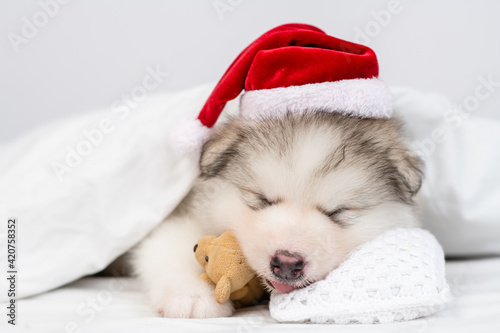 Funny Alaskan malamute puppy wearing red santa's hat sleeps under warm blanket on a bed at home and hugs favorite toy bear