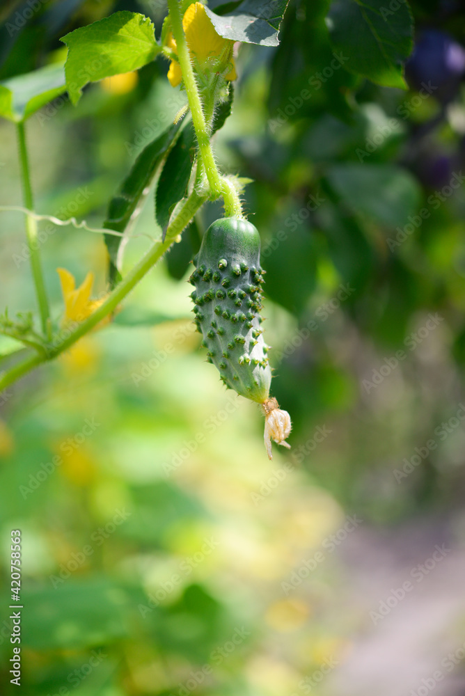Obraz premium Cucumber on a bush close-up