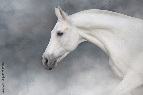 white horse portrait © kwadrat70