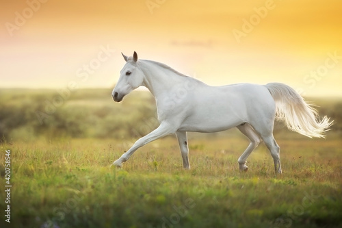 White horse run gallop against sunset sky © kwadrat70