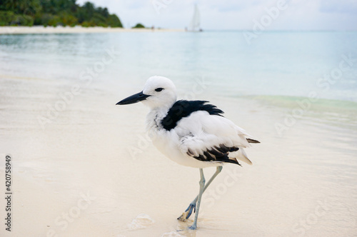  A Crab Plover (Dromas ardeola) on the beach at Rihiveli, Maldives photo