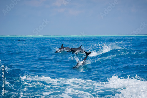 Stampa su tela dolphin jumping out of water
