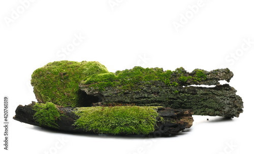 Green moss and lichen on tree bark isolated on white background, side view