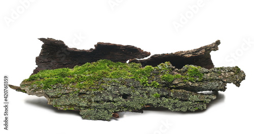 Green moss and lichen on tree bark isolated on white background, side view