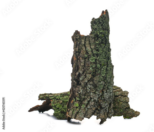 Green moss and lichen on tree bark isolated on white background, side view