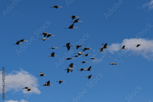 Migrating Greater Sandhill Cranes in Monte Vista, Colorado © Gary