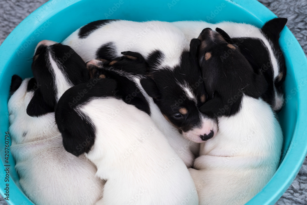 Cute dogs of the Andalusian Bodeguero breed lying in a huge plastic container