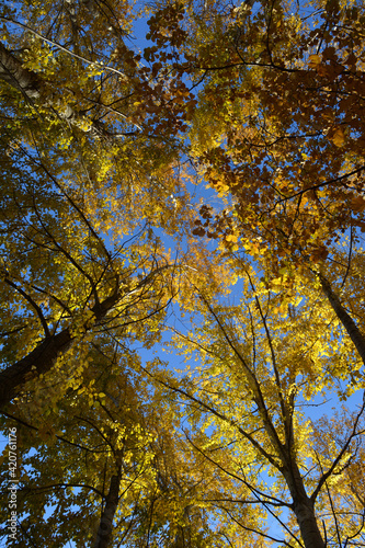 Autumn trees. View from below on branches with golden leaves in fall season.