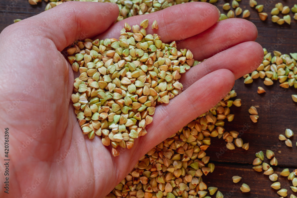 Green unroasted buckwheat in the hand of a person