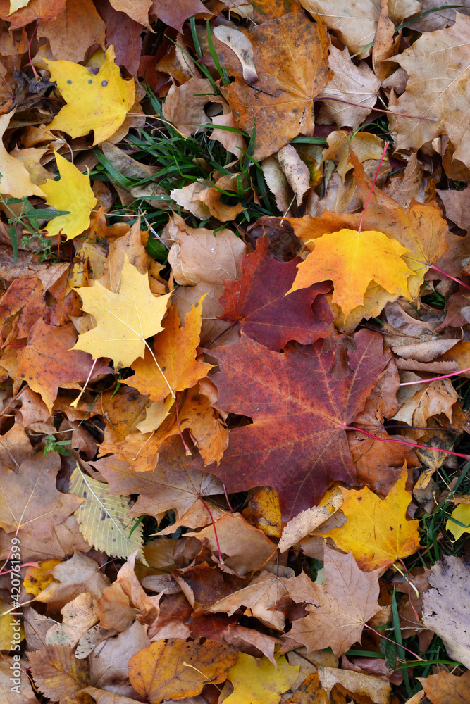 Colorful maple and elm leaves on green grass in fall season. Autumn background.