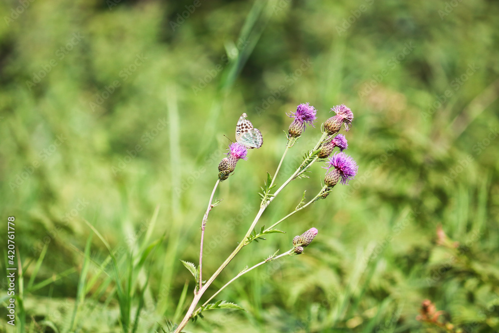 A silver-washed fritillary butterfly (Argynnis paphia) sits on a greater knapweed flower (Centaurea scabiosa) and drinks nectar with its proboscis. Selective focus. A silver-washed fritillary butterfly (Argynnis paphia) sits on a greater knapweed flower (Centaurea scabiosa) and drinks nectar with its proboscis. Selective focus.