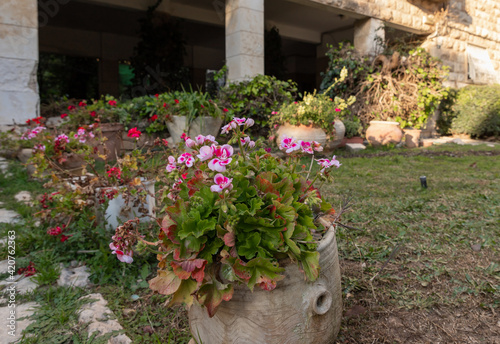 Evening  view of flowers in a large jug and green ornamental shrubs on Benjamin Disraeli Street in the old district of Jerusalem Talbia - Komiyum in Jerusalem, Israel photo