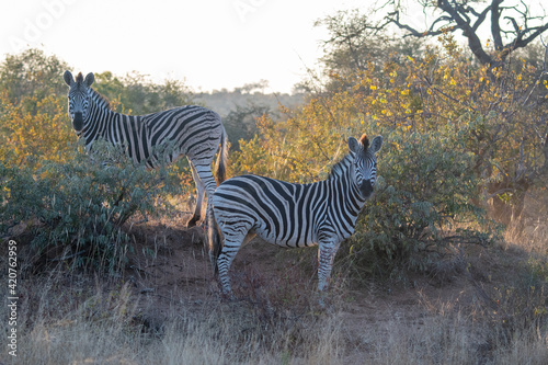 Zebra  Equus quagga  in the Timbavati Reserve  South Africa