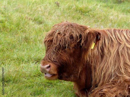 Highland cattle in Bavarian mountains, Germany