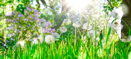 spring, summer background b...