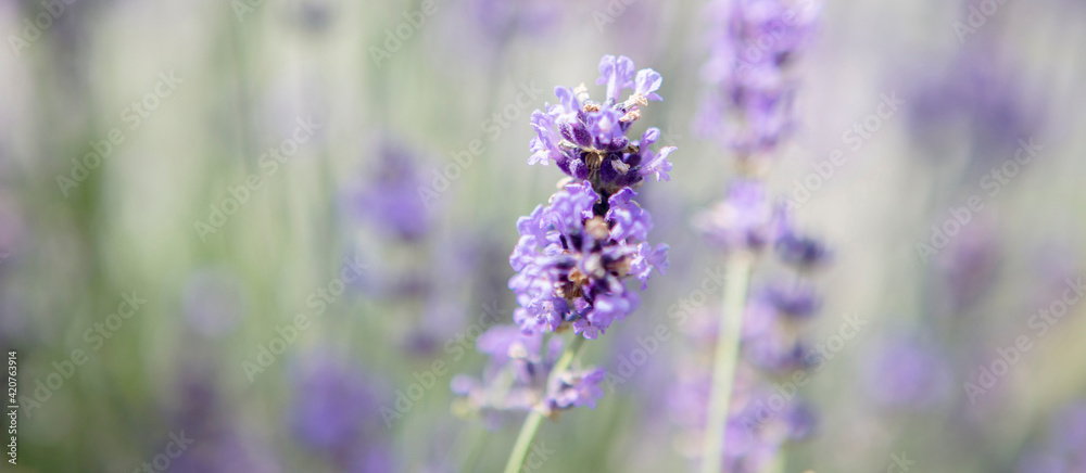 Panorama of purple lavender field Panorama of purple lavender field