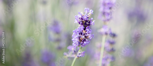 Panorama of purple lavender field