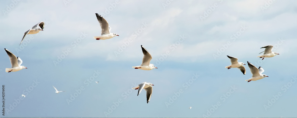 Fototapeta premium seagulls flying over the sea
