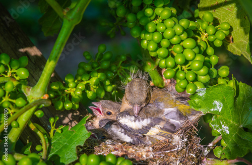 Great tit nest with chicks in a vineyard in spring (Parus major)