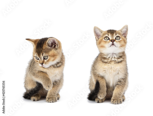 Kitten golden ticked Scottish chinchilla straight sits in front on a white isolated background