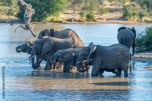 Family group of African Elephants (Loxodonta africana) drinking at a waterhole in the Timbavati Reserve, South Africa.
