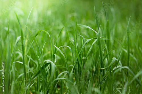 The first light of a spring morning to illuminate a field of grass full of life and green.