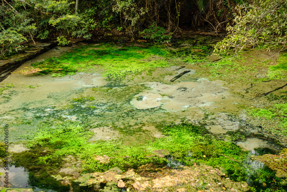 River source with clear turquoise water, in the middle of the rain forest with trees and aquatic plants in Bonito, Mato Grosso do Sul, Brazil on March 31, 2007 River source with clear turquoise water, in the middle of the rain forest with trees and aquatic plants in Bonito, Mato Grosso do Sul, Brazil on March 31, 2007