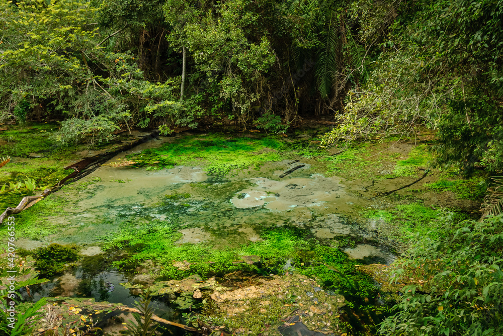 Fototapeta premium River source with clear turquoise water, in the middle of the rain forest with trees and aquatic plants in Bonito, Mato Grosso do Sul, Brazil on March 31, 2007