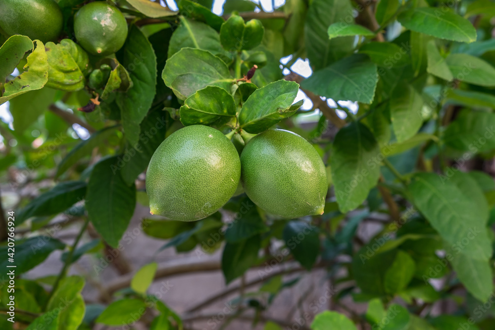 Fresh Thai green lemons fruit in plant