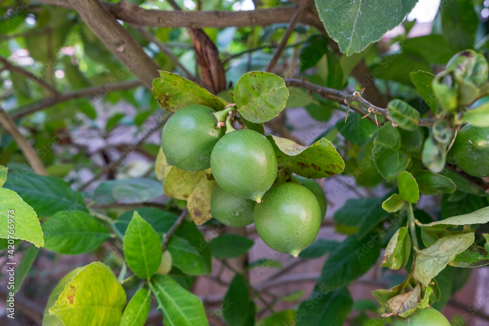 Fresh Thai green lemons fruit in plant