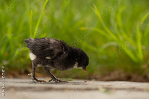 Küken freilaufend im eigenen Garten in der Wiese photo