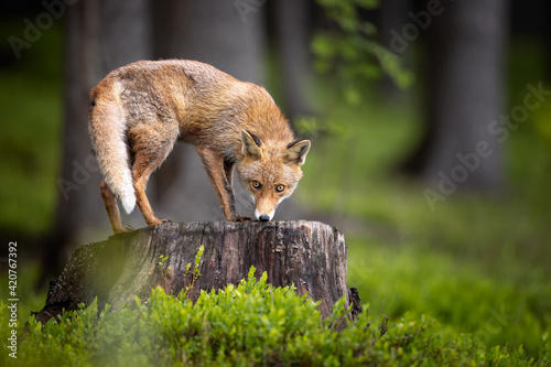 An young red fox quietly looking around from a large stump in spring green forest. Surrounded by blackberry fresh green leaves, pure natural scene. Amazing mammal, very common for Europe. 
