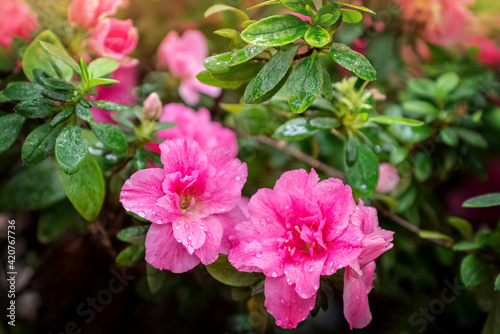 Azalea plant with pink flowers bloom in garden