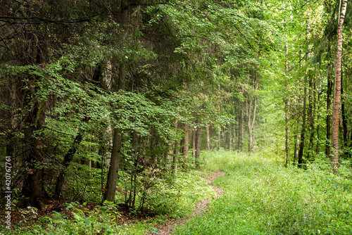 Narrow path among the trees summer forest landscape