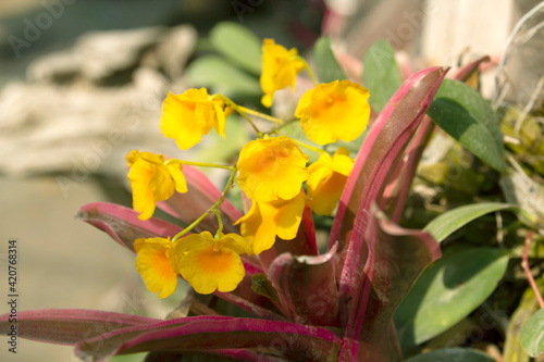 Fototapeta Naklejka Na Ścianę i Meble -  Beautiful yellow orchid in a flower garden