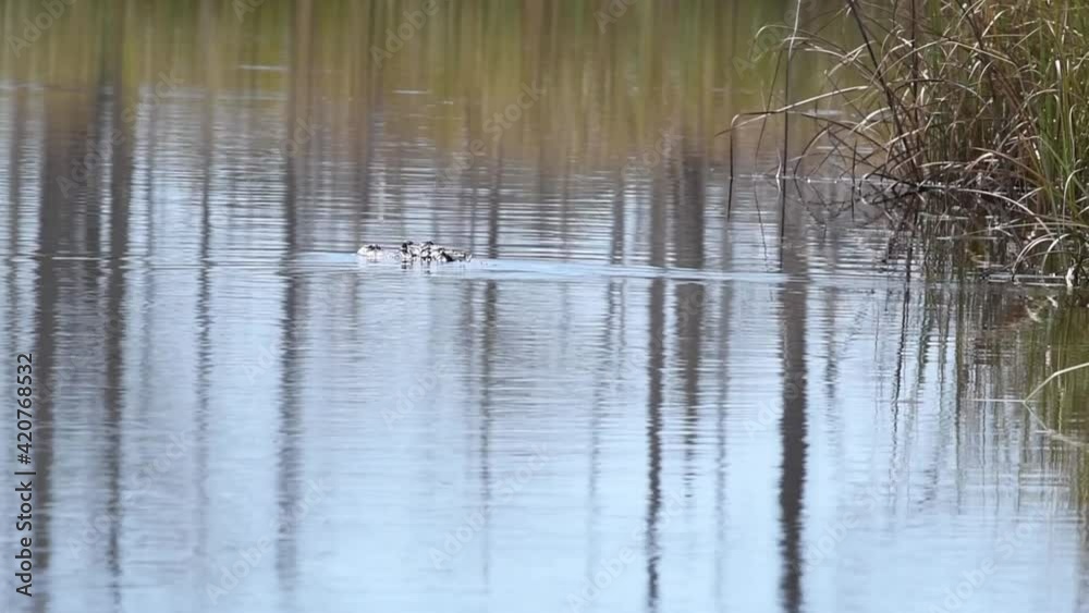 Alligator swimming along during the day in calm water Alligator swimming along during the day in calm water