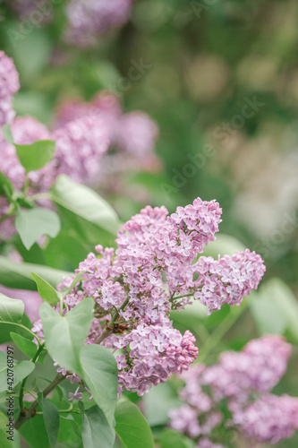 lilac branch on a bush in nature, spring flowers bloom, very soft selective focus, gentle light toning, beautiful bokeh, vertical, good for background with copyspace for text
