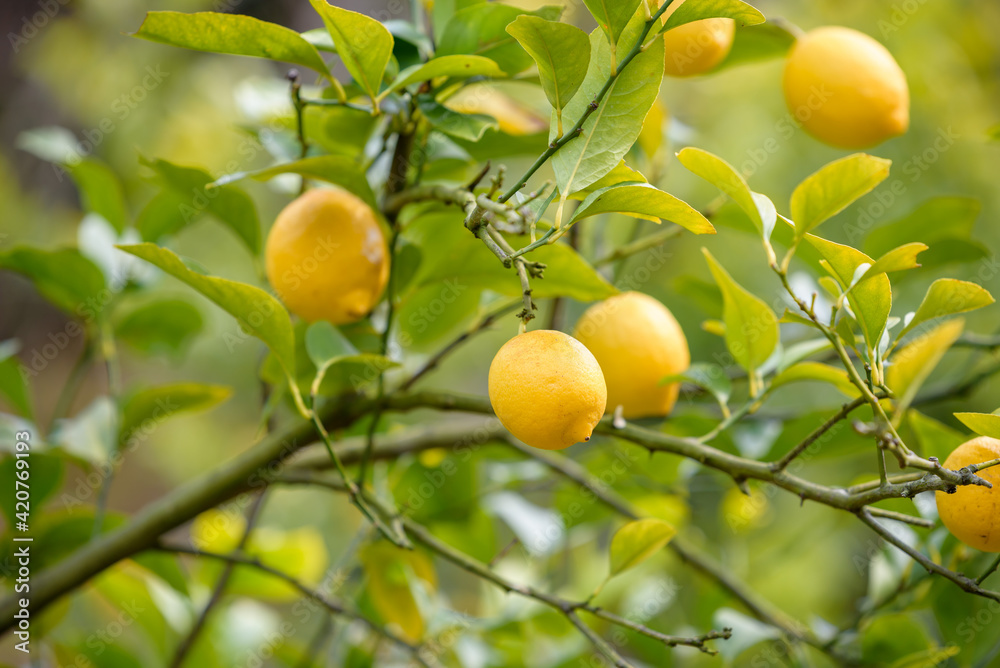 Fruit of lemon, on the branch