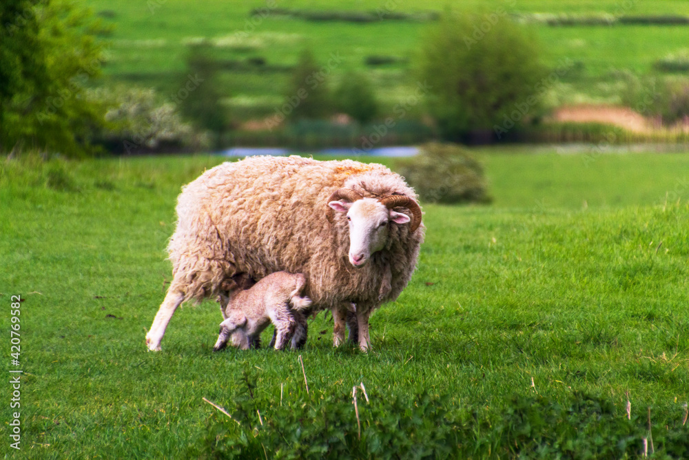 Naklejka premium Young lamb suckling on its mother.