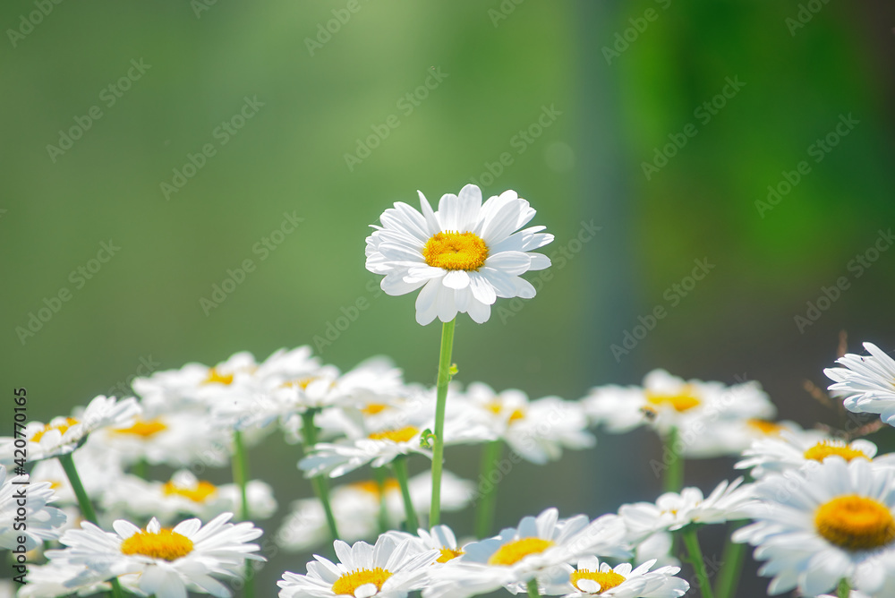 Fototapeta premium field daisies. many summer flowers in meadow on sunny day