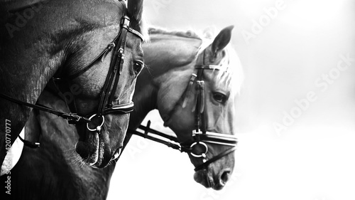 Black and white image of two beautiful horses with bridles on their muzzles. Equestrian sports. ©  Valeri Vatel